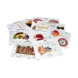 Human Anatomy Education Card Set  Industrial & Scientific