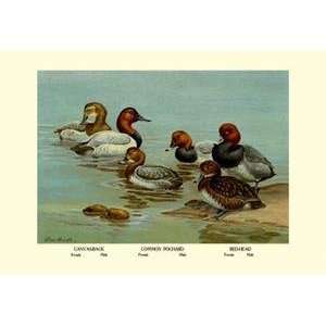    Back, Common Pochard and Red Head Ducks   08880 x