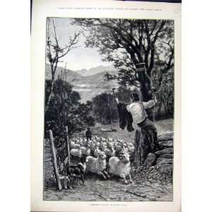  Boy Climbing Tree 1888 Sheep Dog Man Country Scene Art 