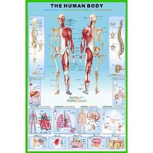    Safari LTD The Human Body Laminated Poster 317921 Toys & Games