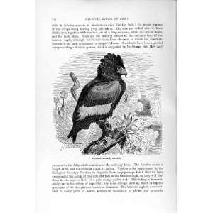  BATELEUR EAGLE DIURNAL BIRD PREY NATURAL HISTORY 1895 