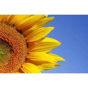  Tournesol 4   Peel and Stick Wall Decal by Wallmonkeys 