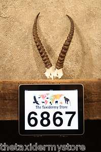 6867 Eritrean Gazelle Horns Taxidermy Decor GrantsThomson  