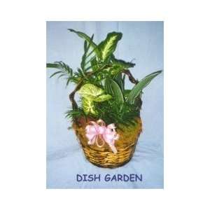 Dish Garden