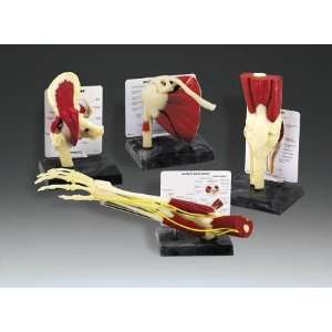 Life Size Joints with Muscles Set   4 Muscled Joint Models (Knee, Hip 