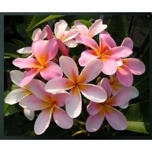  Plumerias in Bloom Mouse Pads