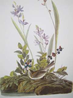 Vintage Audubon Best Loved Bird Prints  Field Sparrow  