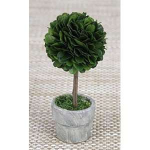 Boxwood Topiary Mini 6 Inch   Preserved