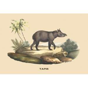  Tapir 24X36 Canvas