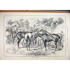  Horse Slave Market 1884 Sale Country Lane Antique Print 