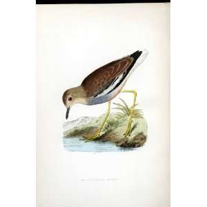  White Tailed Plover Bree H/C 1875 Old Prints Birds