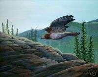 Bird Print Hawk Red Tailed by artist Doug Walpus  