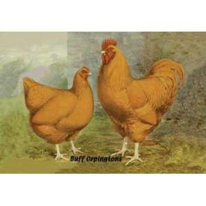   Exclusive By Buyenlarge Buff Orpingtons 24x36 Giclee