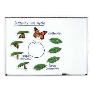 Nasco   Magnetic Butterfly Life Cycle  Industrial 