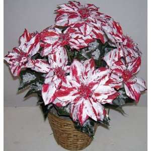  24 Candy Cane Double Poinsettia Bush