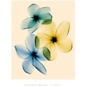 Plumeria Poster Print 