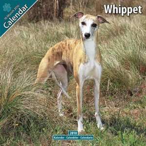  Whippet 2010 Wall Calendar 12 X 12