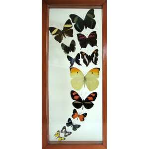  The Twister Mounted Colorful Butterfly Collection 
