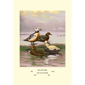  Stellars and Spectacled Eiders 20x30 Poster Paper