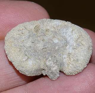 Maastrichtian Fossil Sponge  