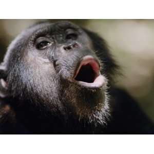 Chimpanzee Vocalizing in Gombe Stream National Park Photographic 