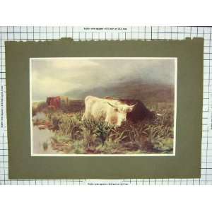   Colour Print Highland Cattle Scotland Mountains