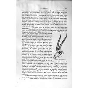    NATURAL HISTORY 1894 SKULL INDIAN GAZELLE ANTELOPE