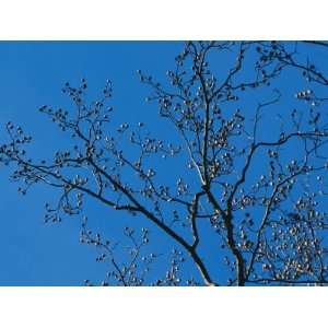 Tree Branches in Sunlight Viewed against a Cloudless Blue Sky Premium 