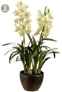 Cymbidium Orchid Plant in Terra Cotta Pot Grn/Burgundy  
