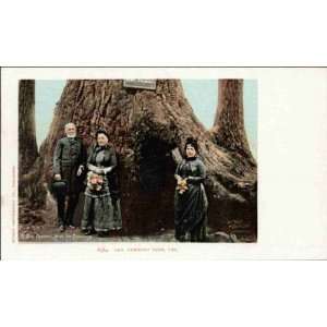  Reprint Redlands CA   Gen. Fremont Tree 1900 1909