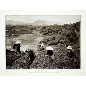  1922 Print Nara Japanese Agriculture Tea Rice Ochai Hills 