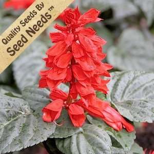   Red (Salvia coccinea) Seeds by Seed Needs Patio, Lawn & Garden
