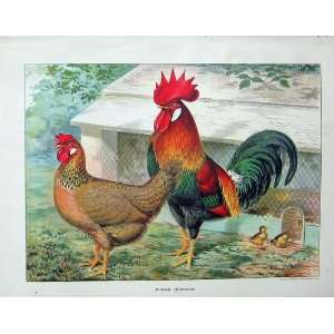 1902 Brown Leghorns Cockerel Poultry Lewis Wright Birds 