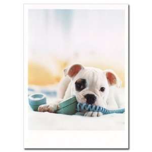  Bulldog Pup Long Distance Birthday Card Health & Personal 