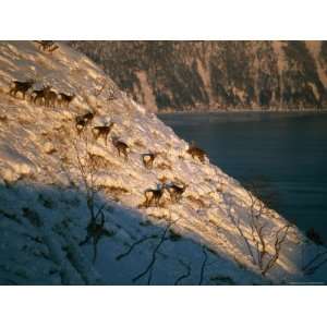  Sika Deer on a Snowy Hillside Above Lake Mashu, a Caldera 