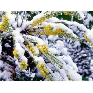  Snow on Flowering Bush, Washington, USA Photographic 