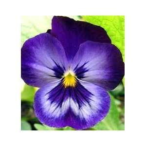  Blue Pansy Seed Pack Patio, Lawn & Garden