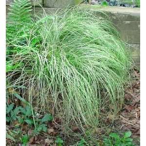  GRASS SEDGE FROSTED CURLS / 1 gallon Potted Patio, Lawn 