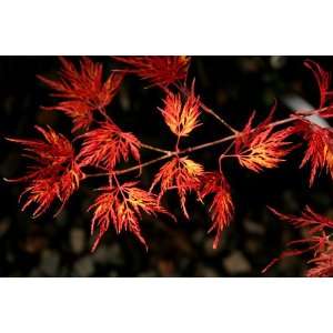  Emerald Lace Weeping Japanese Maple 2   Year Graft Patio 