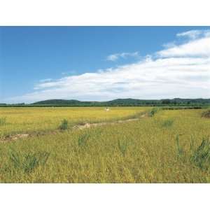  Landscape of Cultivated Farm Land with Wheat Grass Blowing 