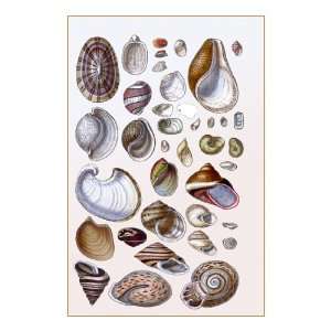  Shells Gasteropoda and Trachelipoda 28X42 Canvas
