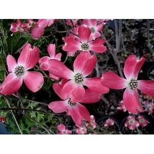  DOGWOOD CHEROKEE CHIEF / 5 gallon Potted Patio, Lawn 