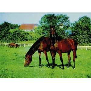 3D Lenticular Picture / Poster 10.5 X 13.5   2 HORSES SIDE BY SIDE 