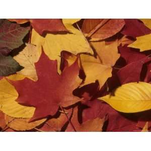  Autumn Leaves Lie in a Pile on the Forest Floor Stretched 