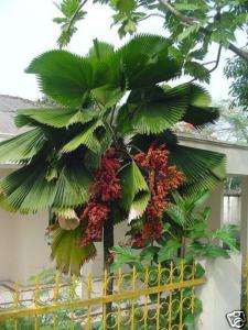 Ruffled fan palm 10 fresh seeds Licuala grandis  