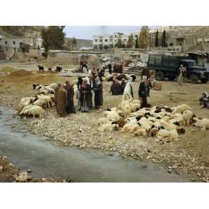  Shepherds and their Flocks Gather by a Stream on Ammans 