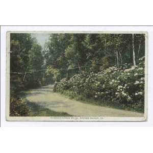   Reprint Rhododendron Drive, Pocono Manor, PA 1898 1931