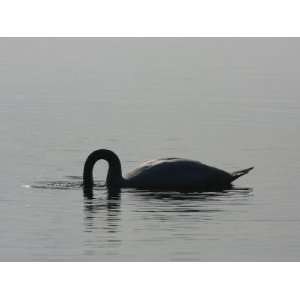  Mute Swan, Cygnus Olor, Looking Underwater for Food 