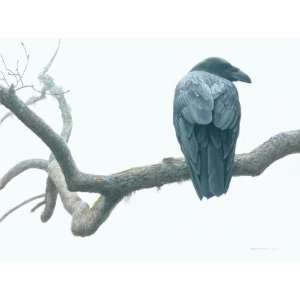  Robert Bateman   Lone Raven Canvas Giclee