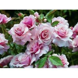  Our Lady of Guadalupe (Rosa Hybrid Tea)   Bare Root Rose 